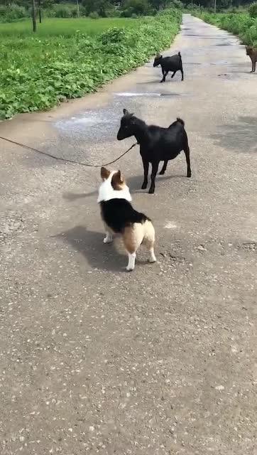 小羊最新爆料视频,幕后真相大曝光！  第2张